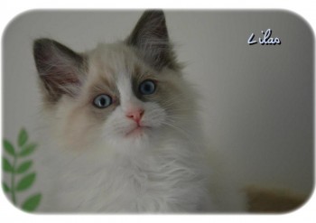 femelle blue bicolour - 10 semaines - Chatterie Ragdolls du Val de Beauvoir